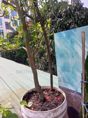 Pakistani Pomegranate Tree