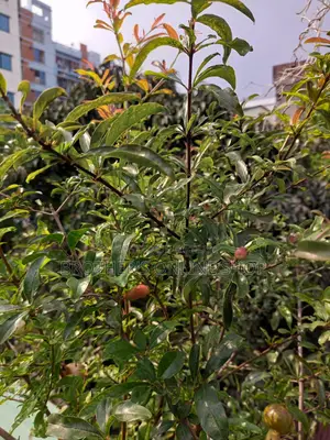 Pakistani Pomegranate Tree