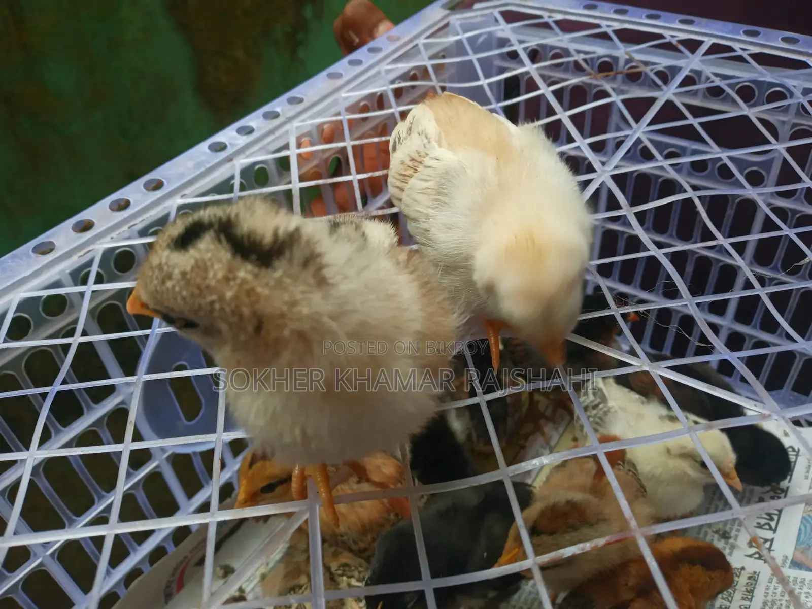 দেশি বাচ্চা ১০ দিন বয়স