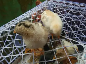 দেশি বাচ্চা ১০ দিন বয়স