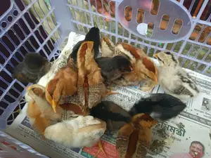 দেশি বাচ্চা ১০ দিন বয়স