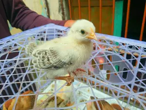 দেশি বাচ্চা ১০ দিন বয়স