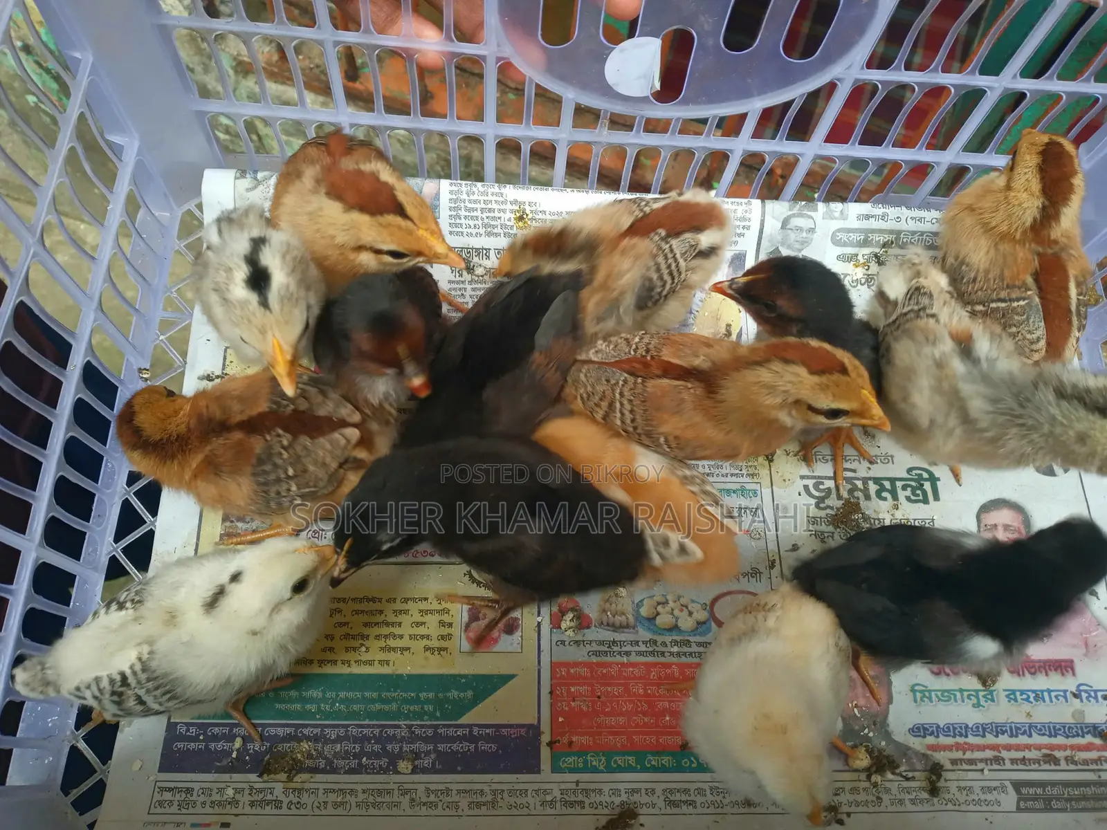 দেশি বাচ্চা ১০ দিন বয়স