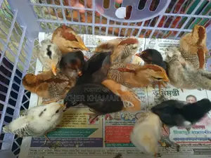 দেশি বাচ্চা ১০ দিন বয়স