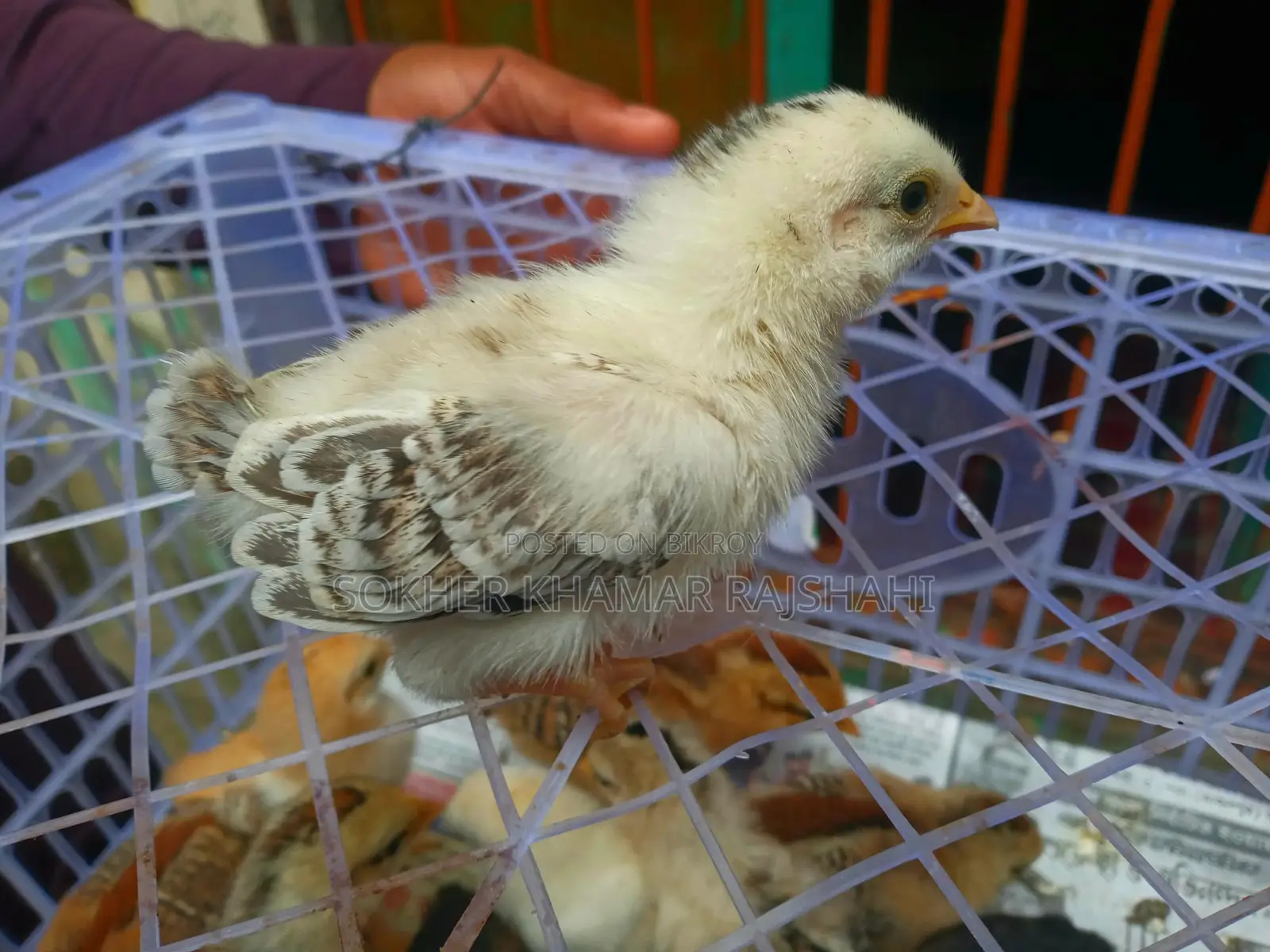 দেশি বাচ্চা ১০ দিন বয়স