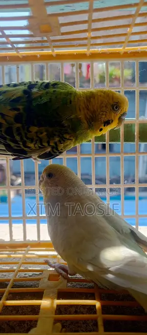 Running Budgie