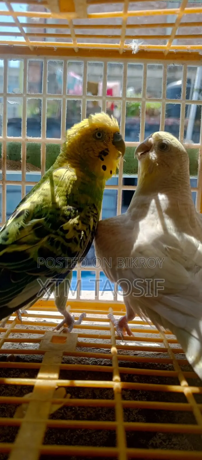 Running Budgie