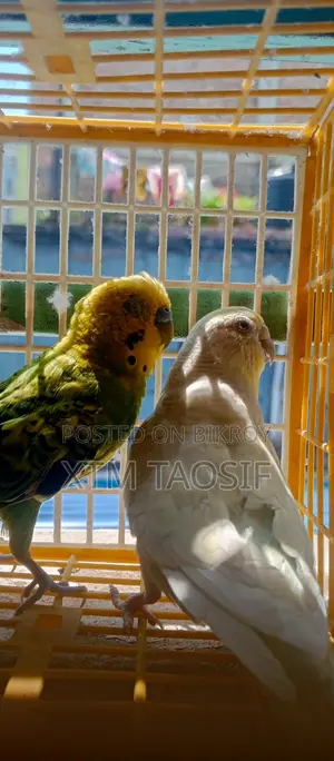 Running Budgie