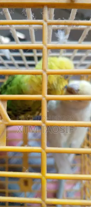 Running Budgie