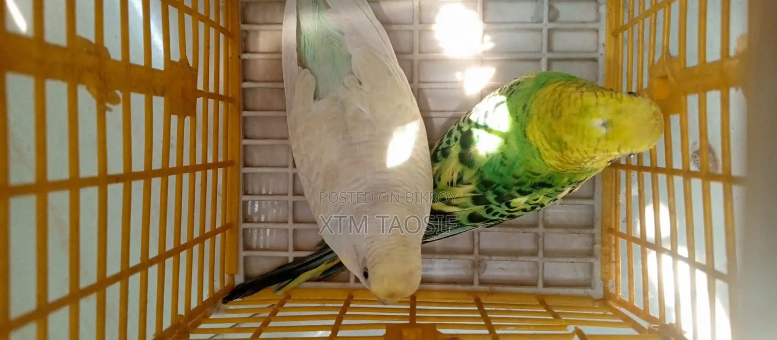 Running Budgie