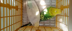 Running Budgie