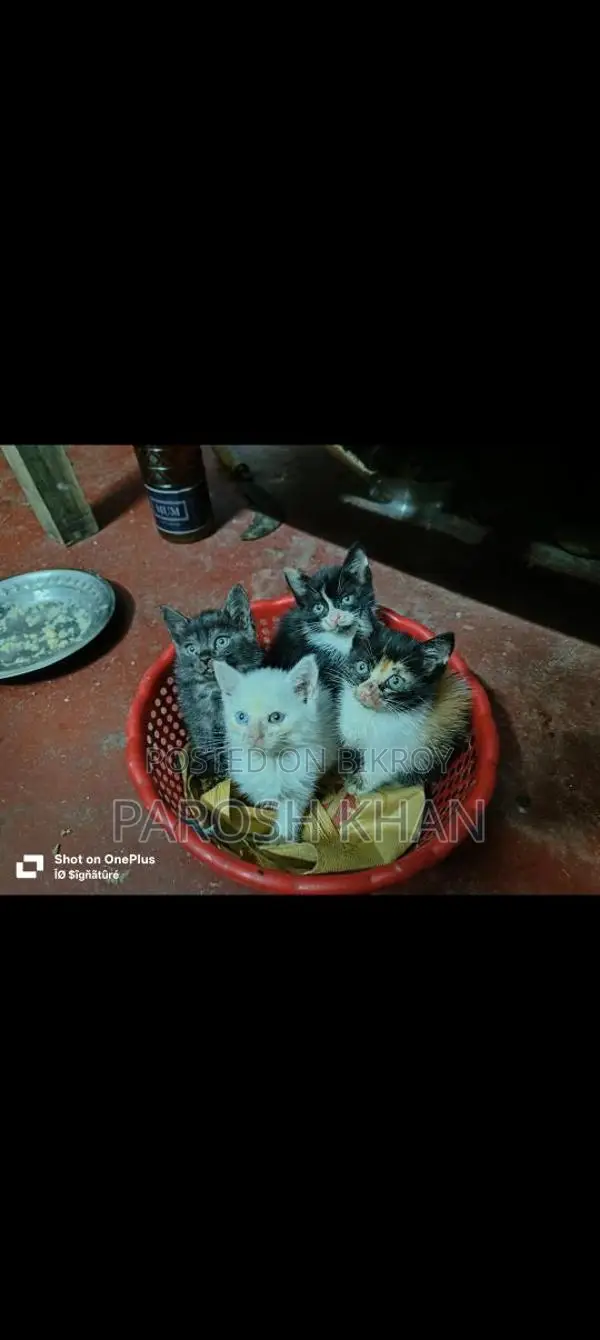 High-Quality Mixed Breed Kittens