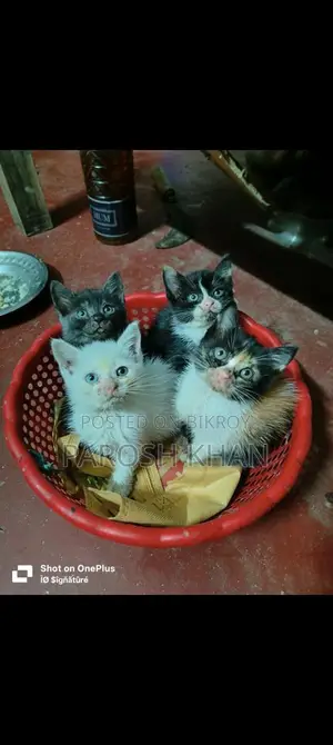 High-Quality Mixed Breed Kittens
