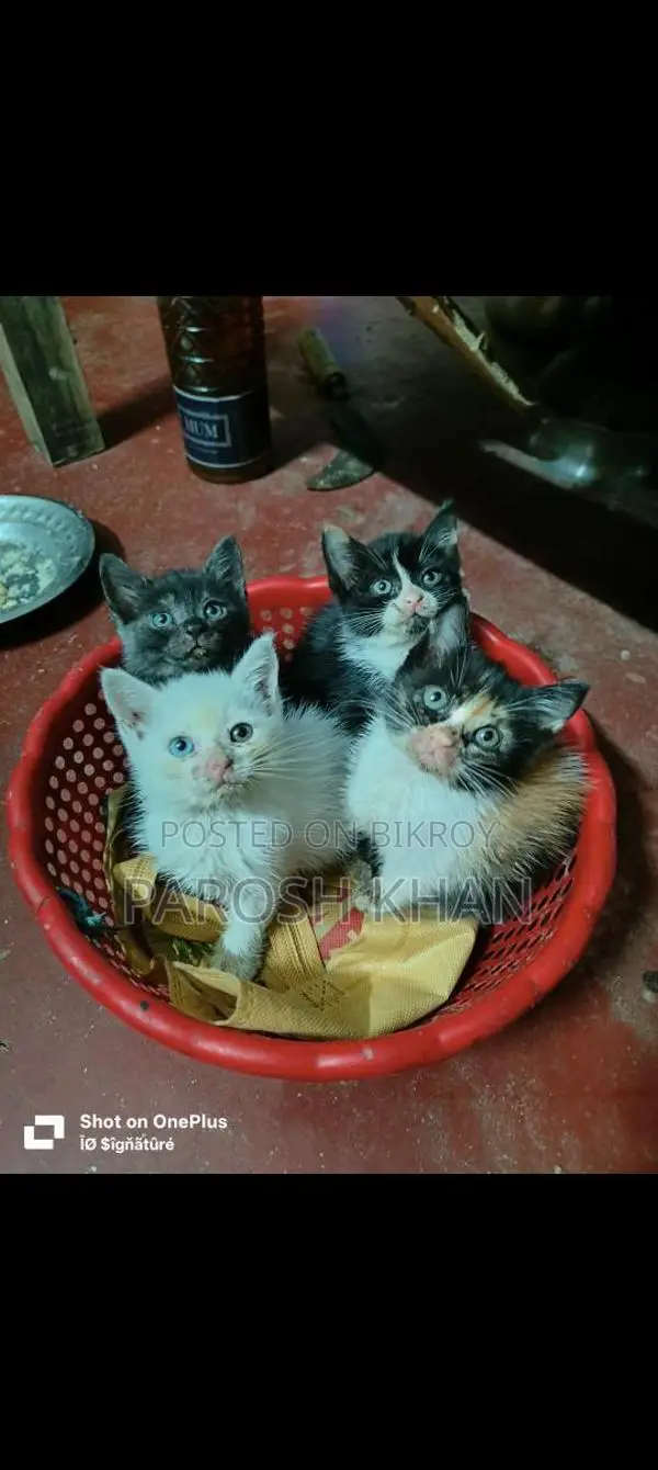 High-Quality Mixed Breed Kittens