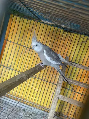 গ্রে ককটেল রানিং মেল