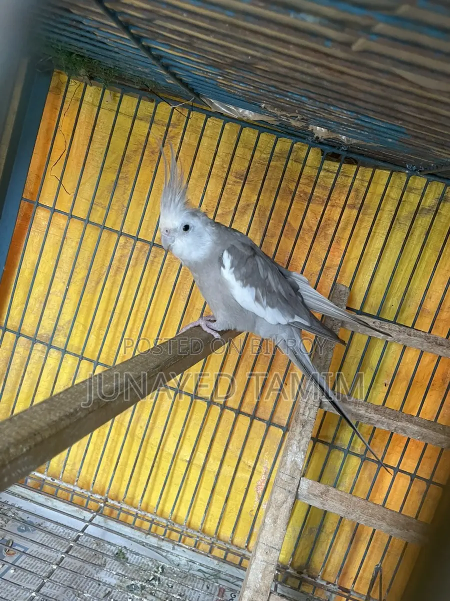 Grey Cocktail Running Male