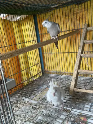 Grey Cocktail Running Male