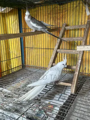 Grey Cocktail Running Male
