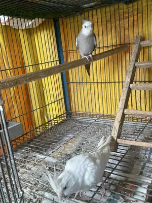 Grey Cocktail Running Male