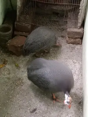 Two Guinea Fowl Birds