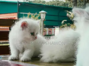 Pure Persian female kitten