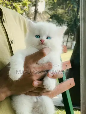 Pure Persian female kitten