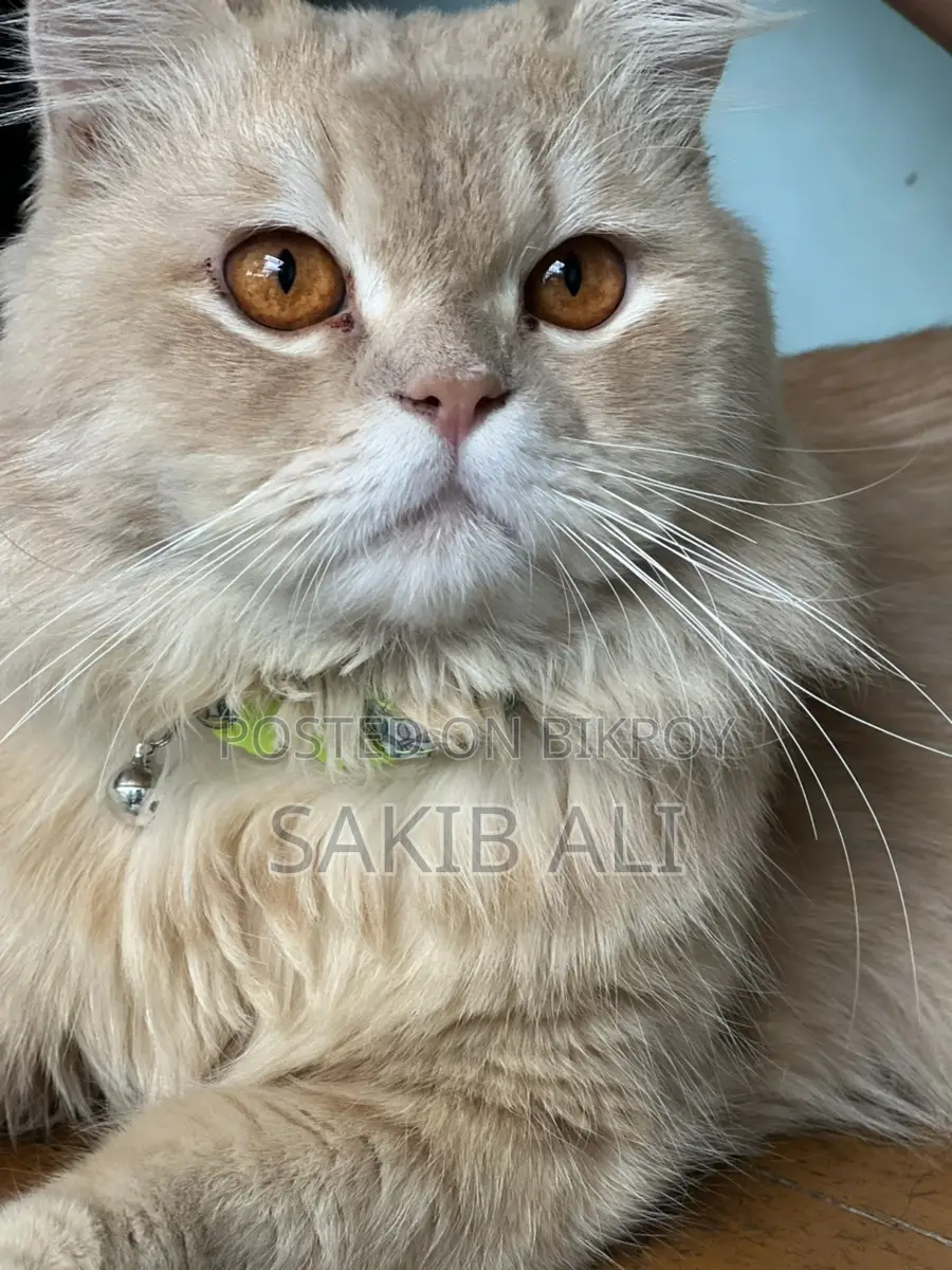 Persian Cat