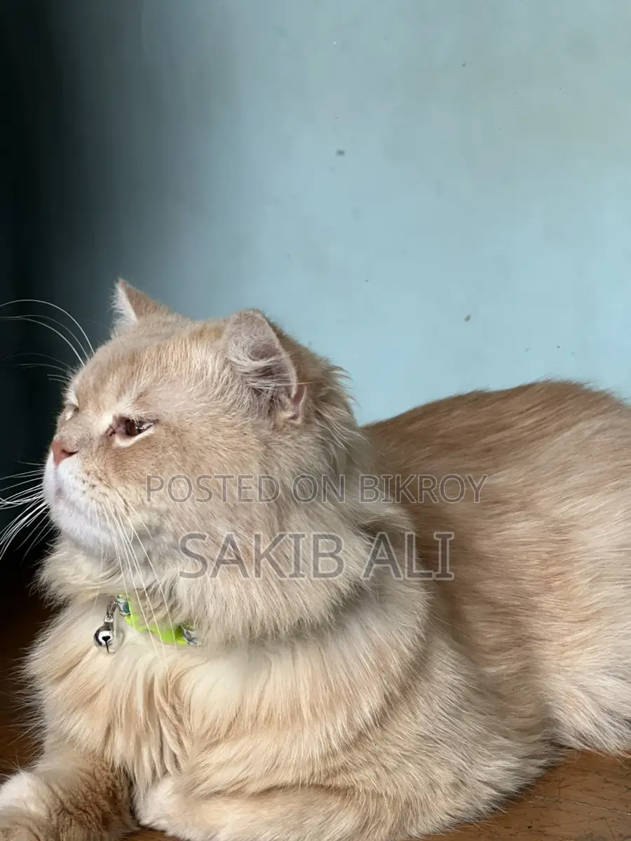 Persian Cat