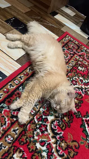 Persian Cat