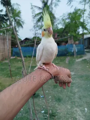Cockatiel