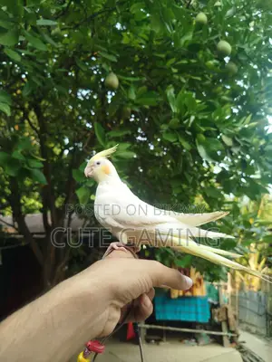 Cockatiel