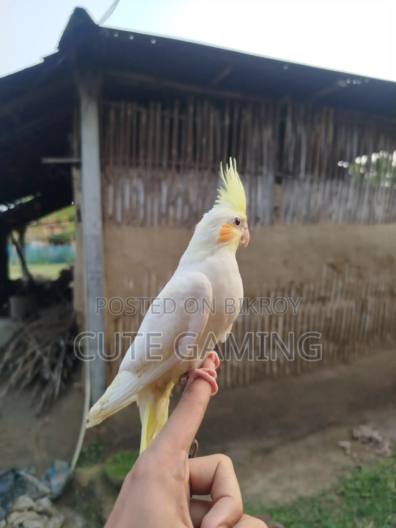 Cockatiel