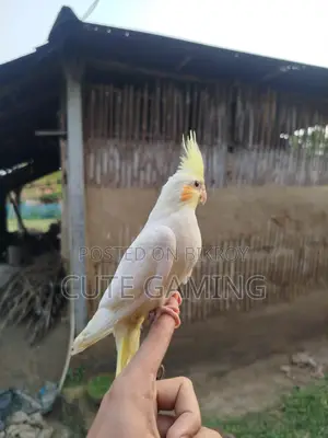 Cockatiel