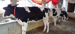৩টি বকনা বাছুর গরু বিক্রয় ।(১১৯৫ নং)