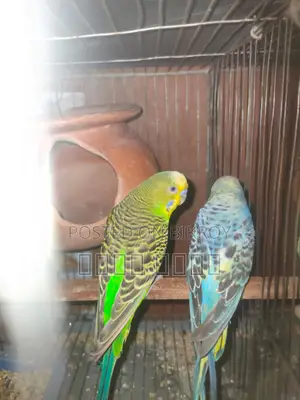 Inbox us if you want beautiful and attractive Budgerigars.