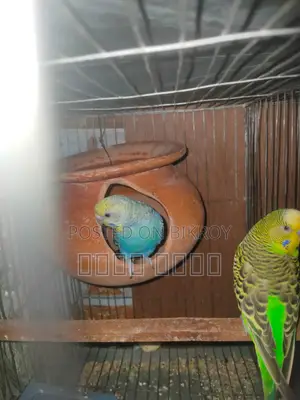 সুন্দর ও আকর্ষণীয় বাজরিগার নিতে চাইলে ইনবক্স করুন।