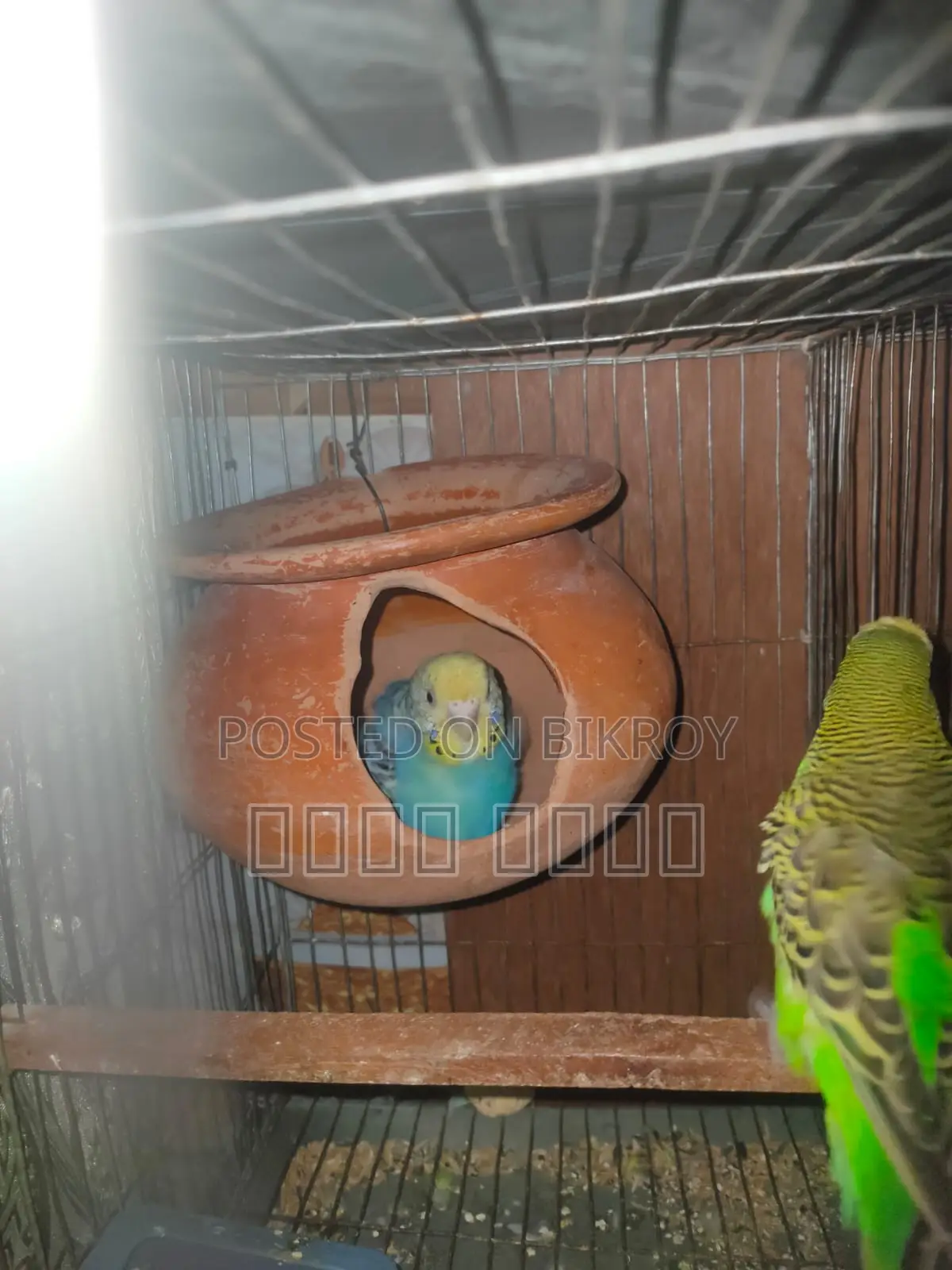 Inbox us if you want beautiful and attractive Budgerigars.