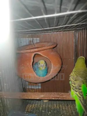 Inbox us if you want beautiful and attractive Budgerigars.