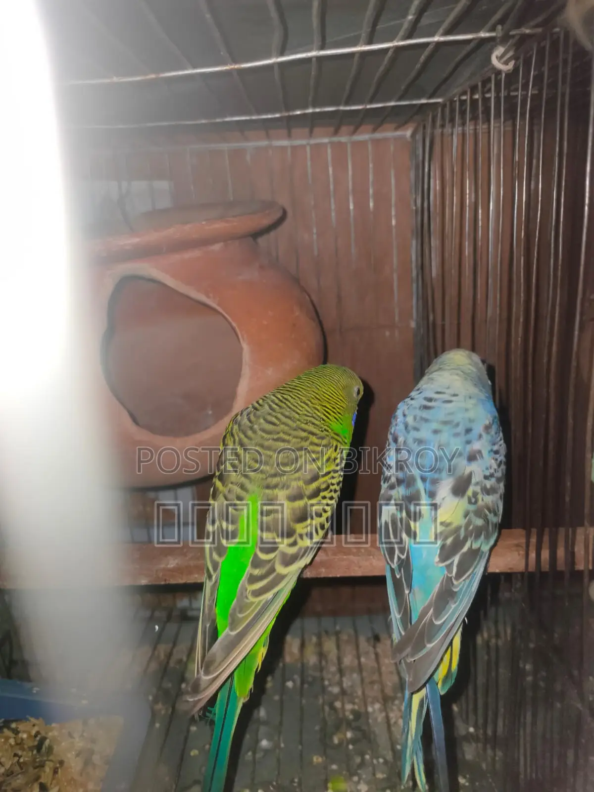 Inbox us if you want beautiful and attractive Budgerigars.