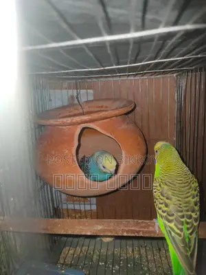 Inbox us if you want beautiful and attractive Budgerigars.