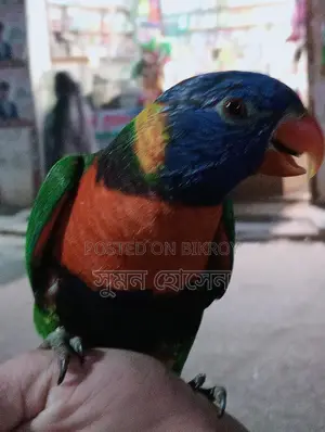 Lory bird male, DNA not done, likely male