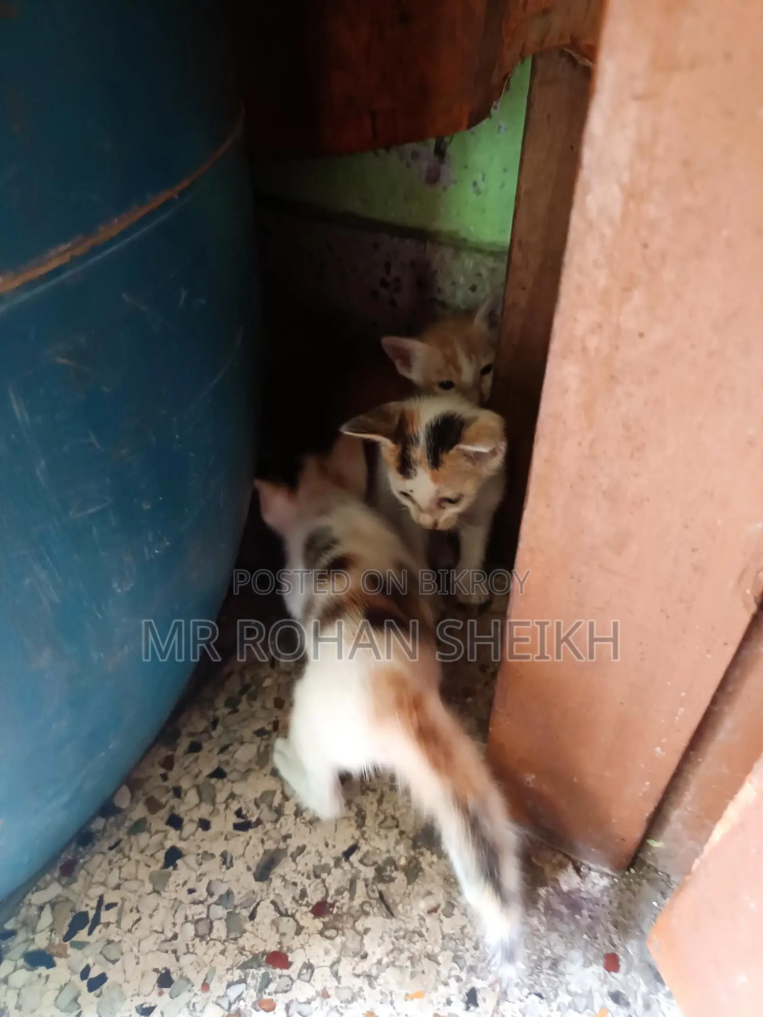 পোষা বিড়াল
