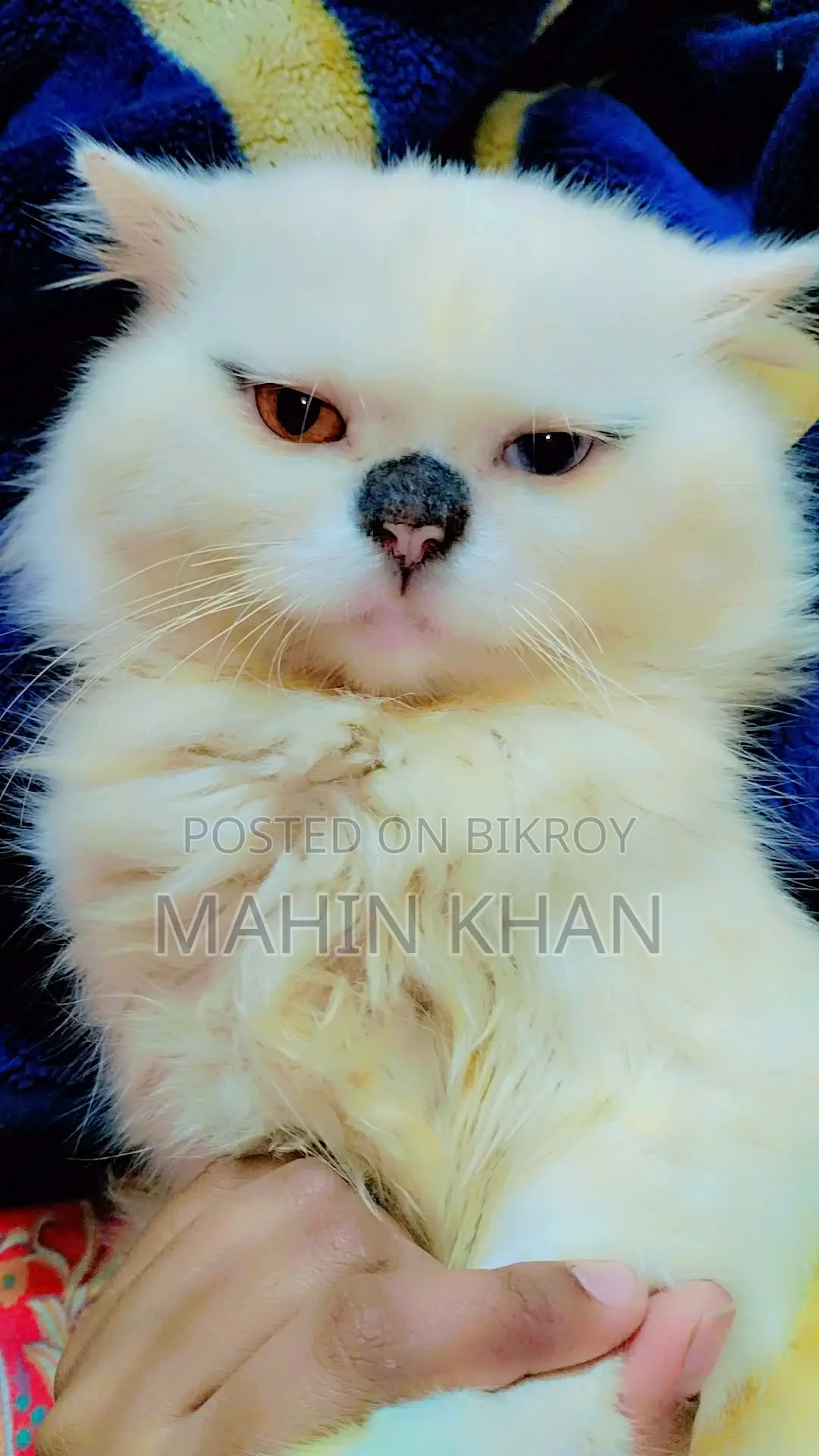 Original Persian Cat