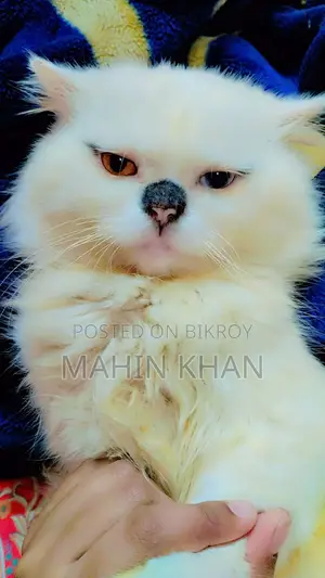 Original Persian Cat