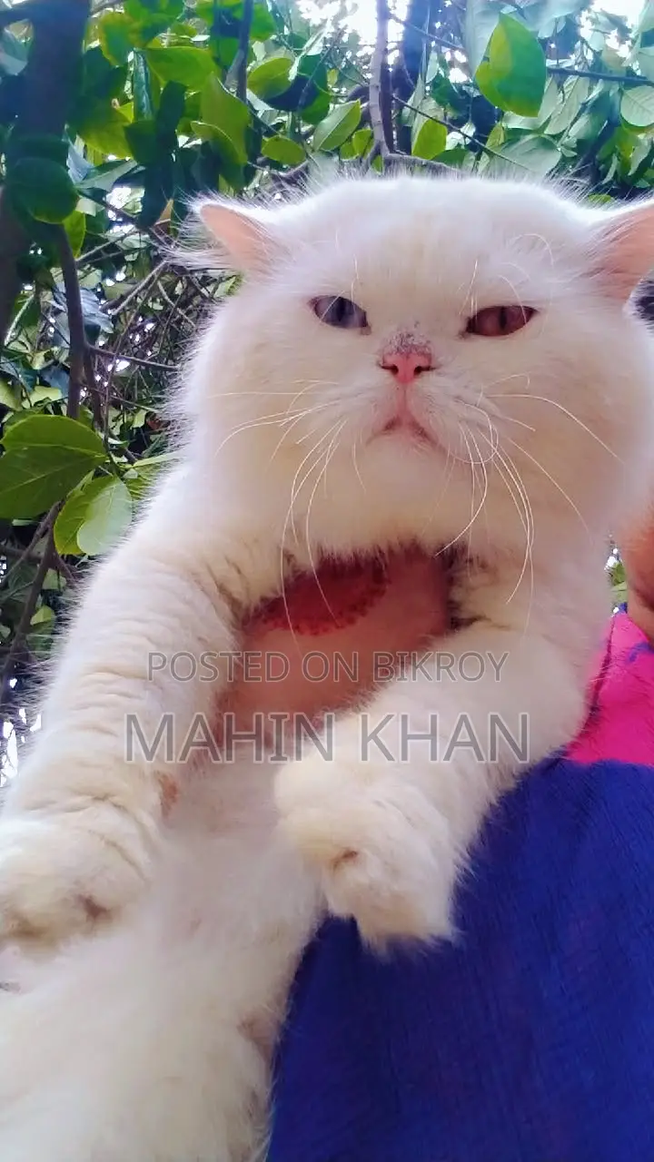 Original Persian Cat