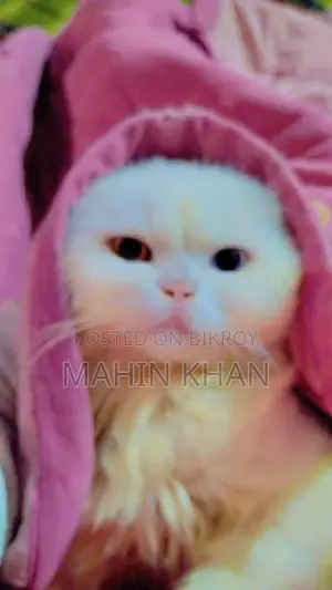 Original Persian Cat