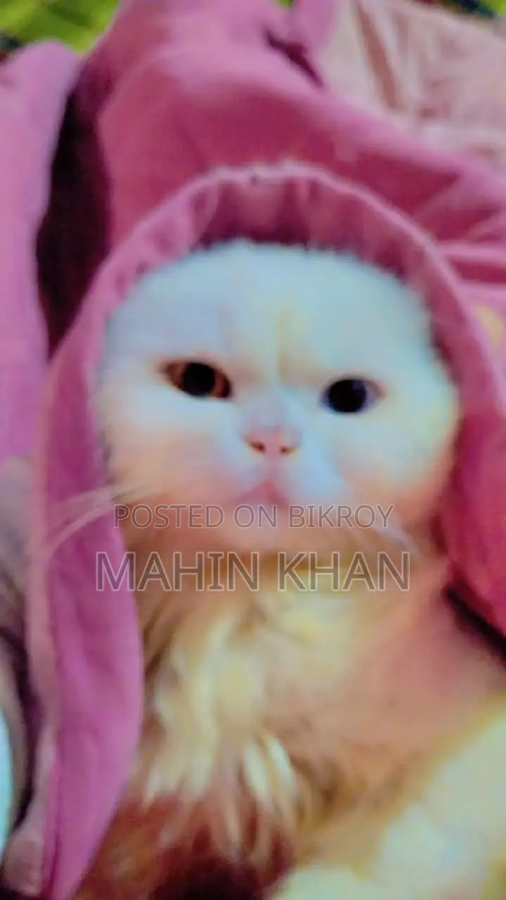 Original Persian Cat