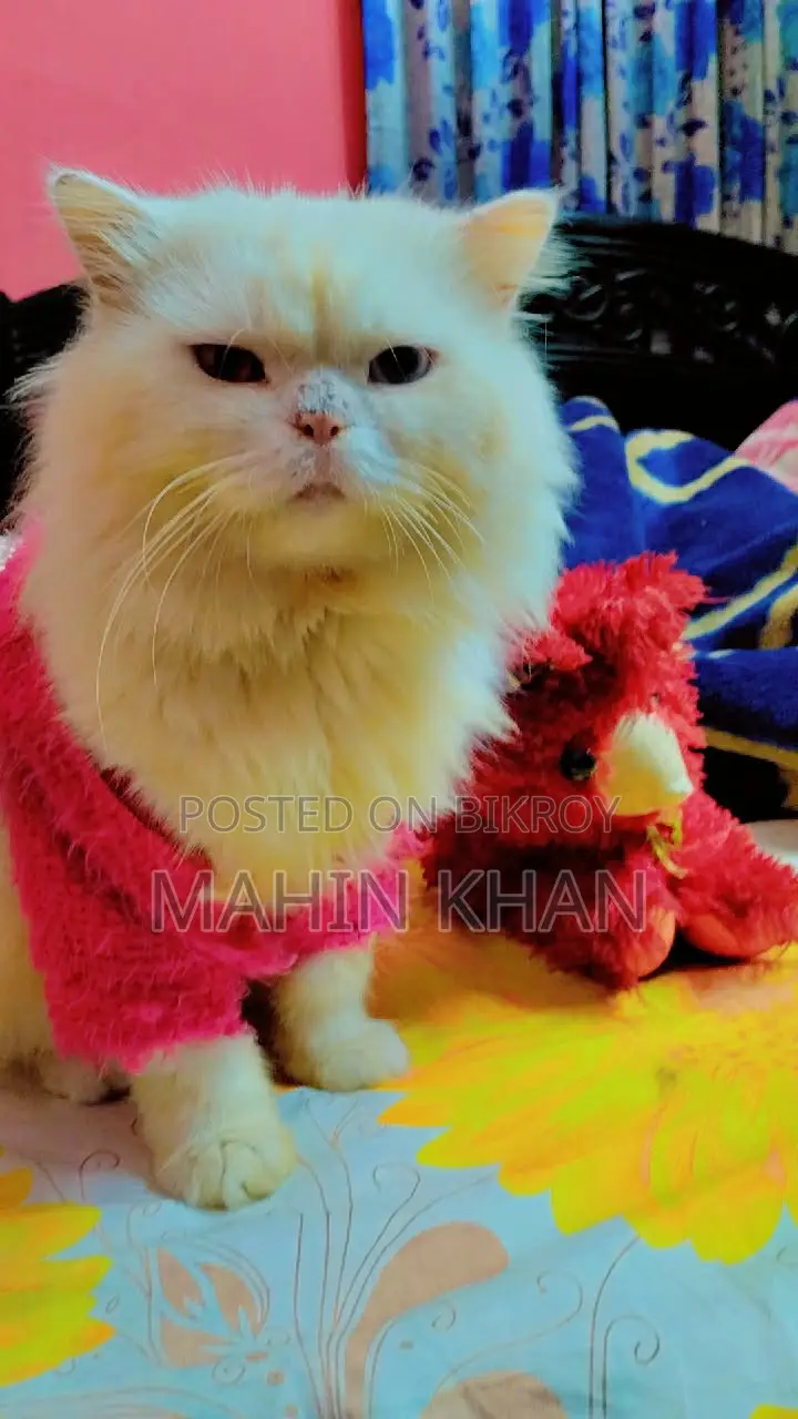 Original Persian Cat