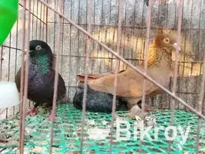 কবুতর