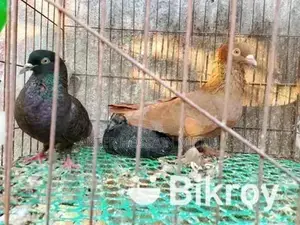 কবুতর